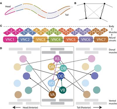 A Neuromechanical Model of Multiple Network Rhythmic Pattern Generators for Forward Locomotion in C. elegans